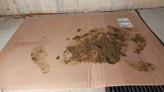 Hot teen gets a messy footjob and trampling from her dirty doggy-loving friend